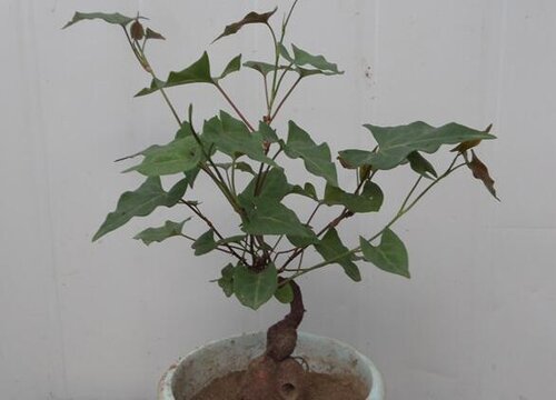 蓼科代表植物有哪些