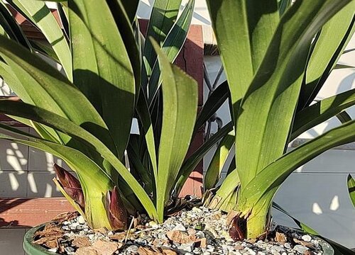 夏季兰花浇肥都有哪些注意事项