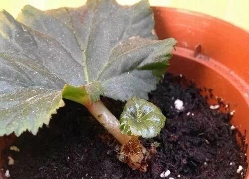 海棠花扦插多久生根