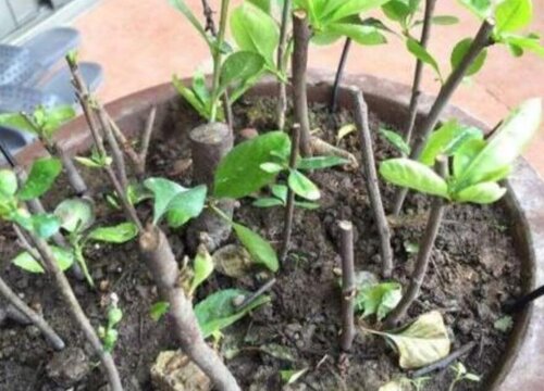 海棠花扦插多久生根