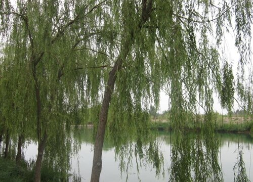 柳树是乔木还是灌木植物