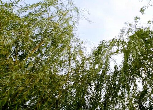 柳树是乔木还是灌木植物