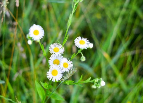 雏菊花期是什么时候