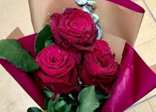 玫瑰花怎么过冬天