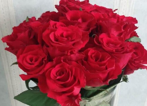 玫瑰花怎么过冬天