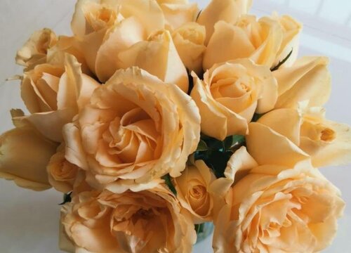 玫瑰花怎么过冬天