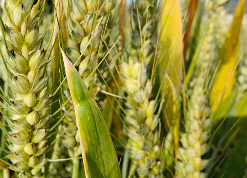 山农28号小麦品种简介