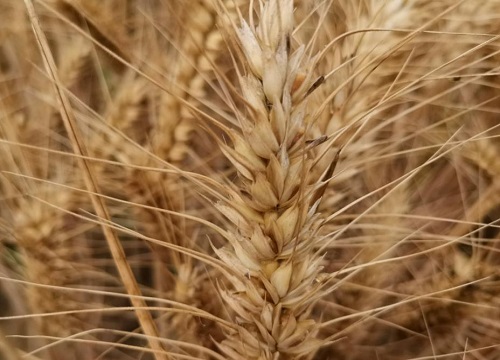 山农28号小麦品种简介