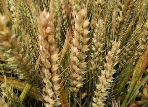 山农28号小麦品种简介