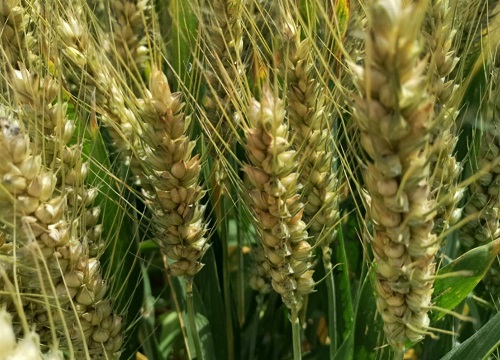 山农28号小麦品种简介