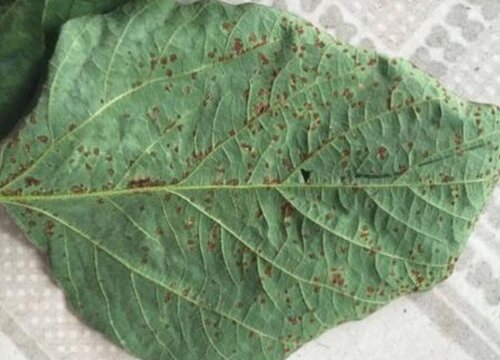 毛豆炭疽病发病的发病原因及治疗方法