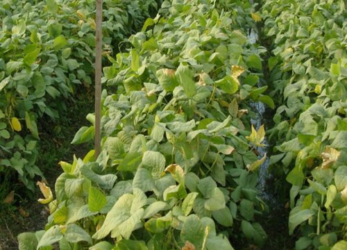 毛豆炭疽病发病的发病原因及治疗方法