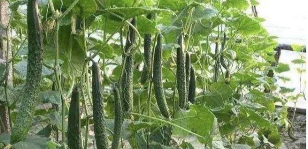 黄瓜只开花不结果怎么回事