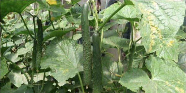 黄瓜只开花不结果怎么回事