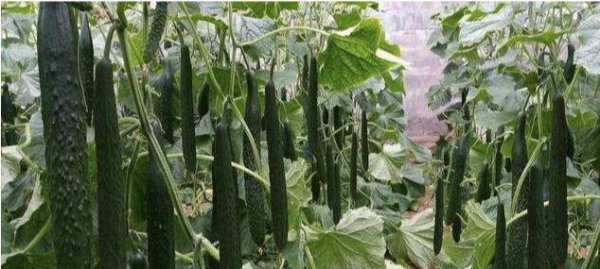 黄瓜只开花不结果怎么回事