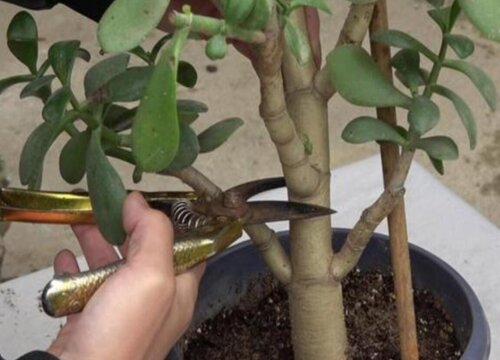 玉树冻了发软还有救吗