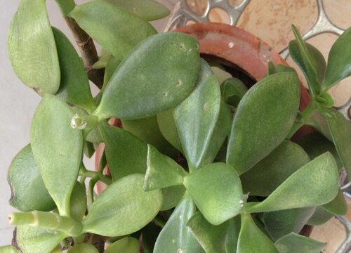 玉树冻了发软还有救吗