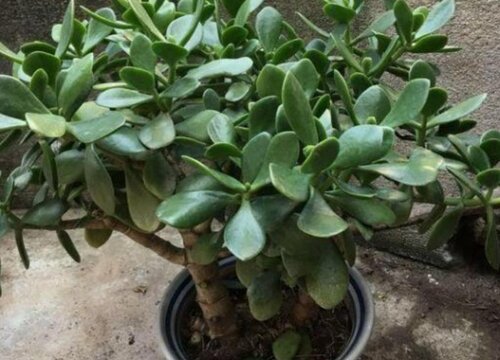 玉树冻了发软还有救吗