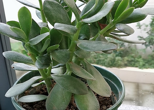 玉树冻了发软还有救吗