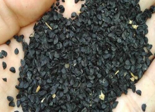 葱种子什么时候播种最好