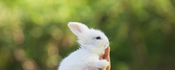 本命年兔送什么礼物领导