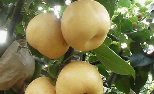 凉性水果有哪些东西