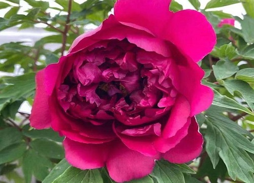 春节开花后的牡丹怎么养护