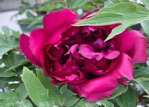 春节开花后的牡丹怎么养护