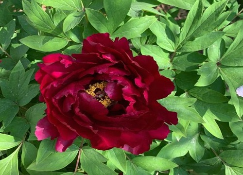 春节开花后的牡丹怎么养护