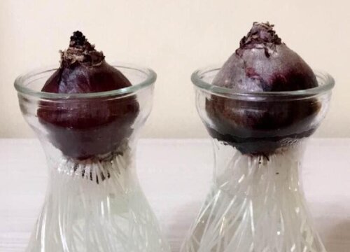 风信子是如何进行水培的