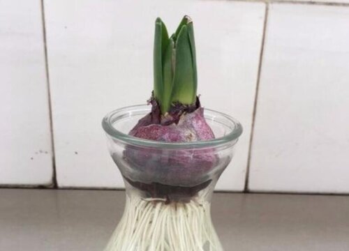 风信子是如何进行水培的