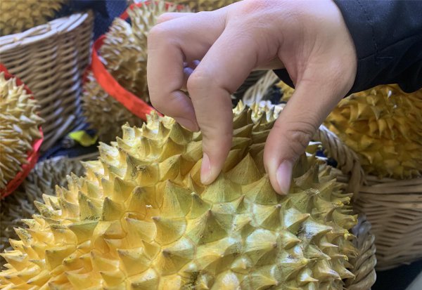 怎样选榴莲是最好的