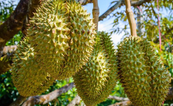 怎样选榴莲是最好的