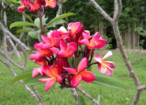 鸡蛋花花语寓意着什么意思