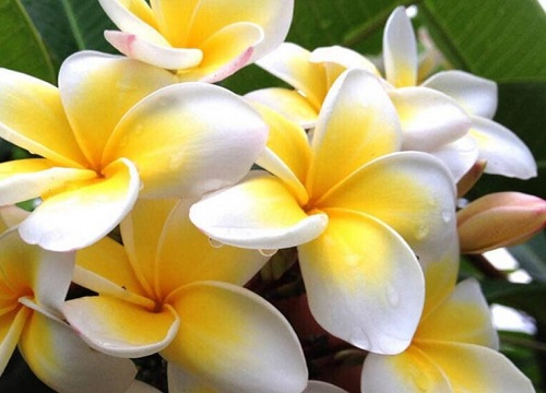 鸡蛋花花语寓意着什么意思