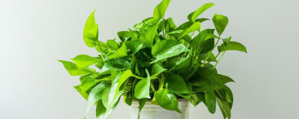 客厅摆什么植物