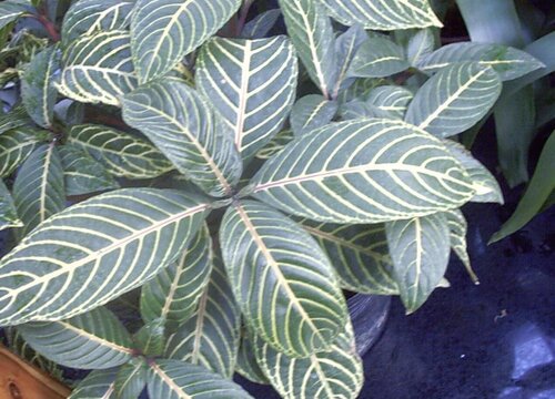 斑马花怎么繁殖