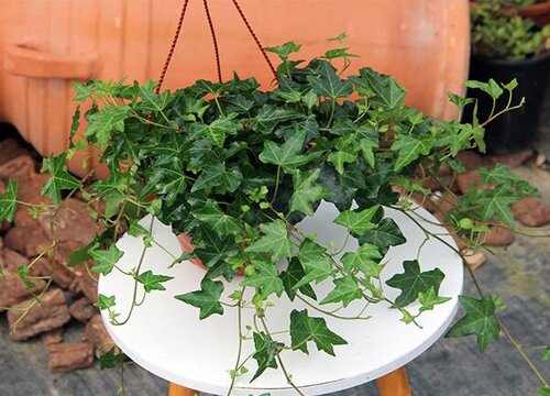 长春藤怎么分盆容易成活