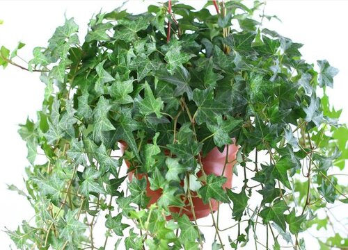 长春藤怎么分盆容易成活