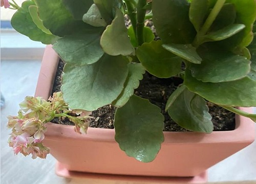 立秋过后如何给长寿花施肥