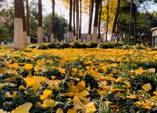 掉落的银杏叶能保存多久