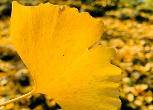 掉落的银杏叶能保存多久