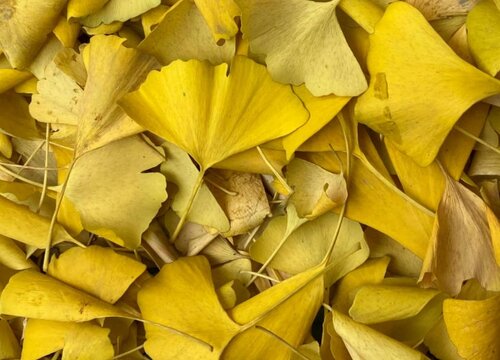 掉落的银杏叶能保存多久