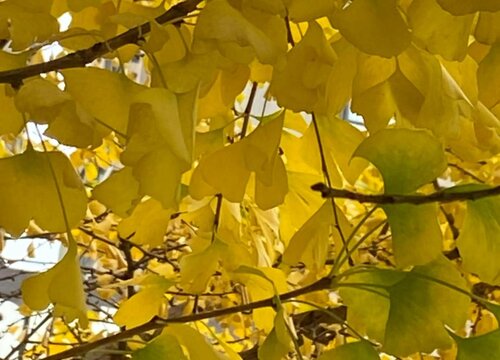 掉落的银杏叶能保存多久
