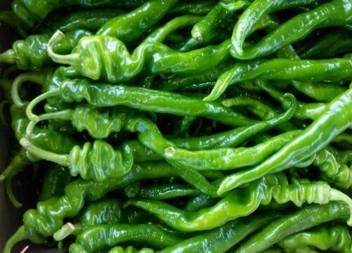 螺丝椒的种植方法和时间