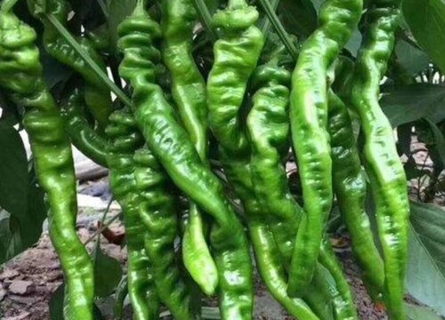 螺丝椒的种植方法和时间