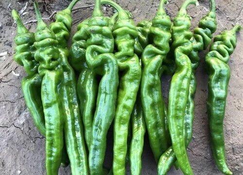 螺丝椒的种植方法和时间