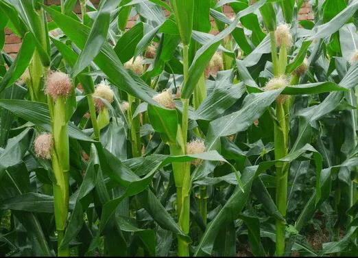 4400粒玉米种子可以种几亩地