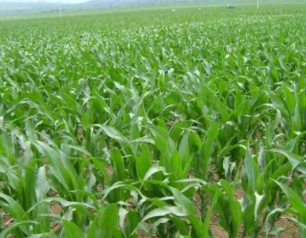 4400粒玉米种子可以种几亩地