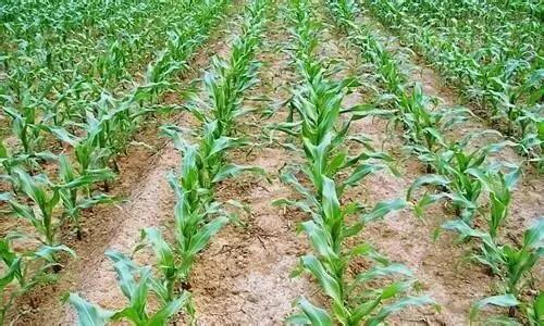 4400粒玉米种子可以种几亩地